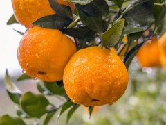 2021四川花卉（果類）生態(tài)旅游節(jié)暨丹棱不知火桔橙（桃花）節(jié) 屆不知火種植技術(shù)大比武精彩亮相