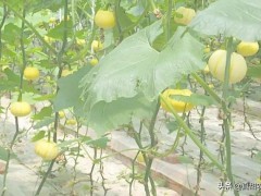 告訴大家一些關(guān)于蔬菜的大數(shù)據(jù)，也許數(shù)字的背后就藏著巨大的商機(jī)